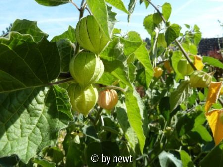 Physalis 2012