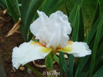 Iris Angel Heart