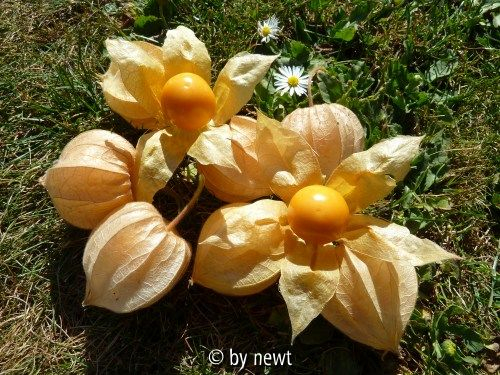 Physalis - Früchte - 2012