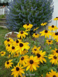 Rudbeckia hirta und Caryopteris clandone