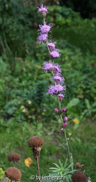 Liatris aspera