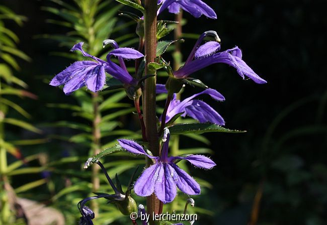 Lobelia sessilifolia