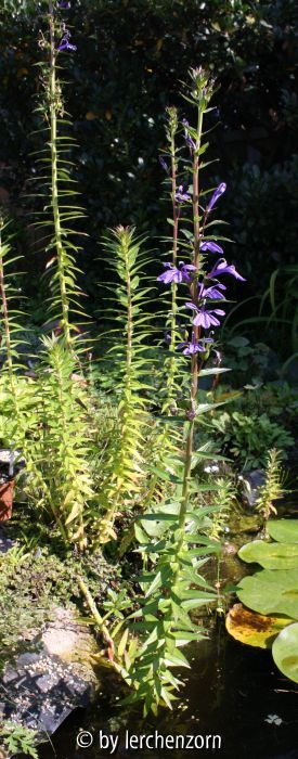 Lobelia sessilifolia