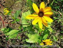 Rudbeckia Sonnenhut