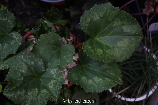 Cyclamen africanum