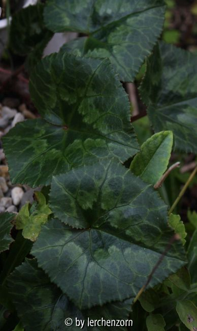 Cyclamen africanum