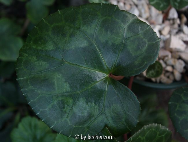 Cyclamen africanum