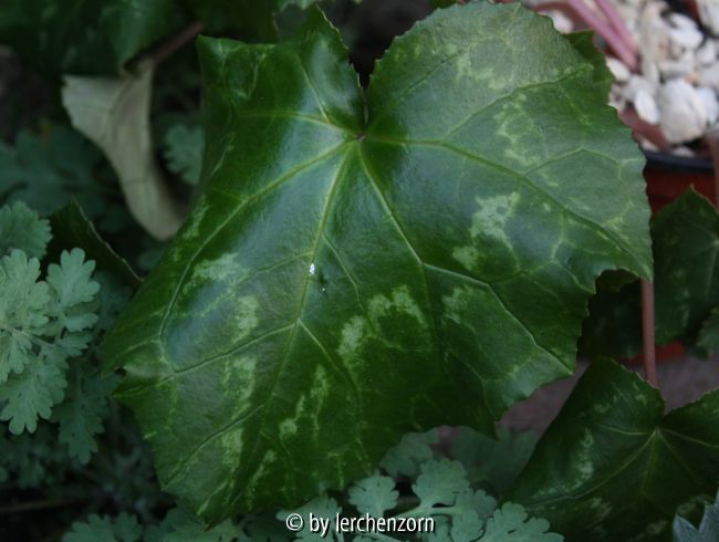 Cyclamen africanum