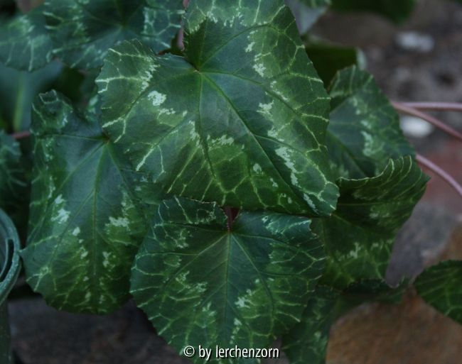 Cyclamen africanum