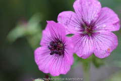 Geranium cinereum 'Sateene'