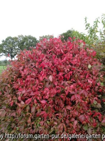 Euonymus alatus compactus (10/2012)