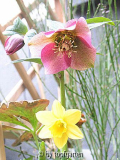 Helleborus_b_14-04-2006