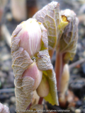 Sanguinaria canadensis 'Multiplex'