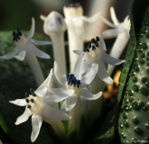 Massonia jasminiflora Typ 3