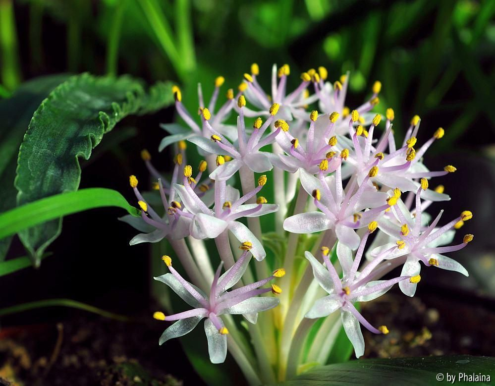 Daubenya comata 2