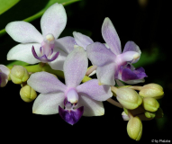 Phalaenopsis Tzu Chiang Sapphire