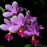 Phalaenopsis Anna Larati Soekardi x Tying Shin Jaguar