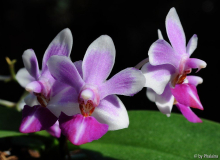 Phalaenopsis Anna Larati Soekardi 1