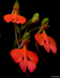 Habenaria rhodocheila