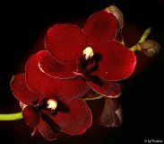 Phalaenopsis Scarlett