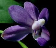 Phalaenopsis Purple Martin.jpg