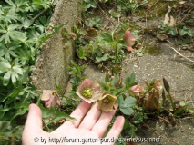 Helleborus Leipzig