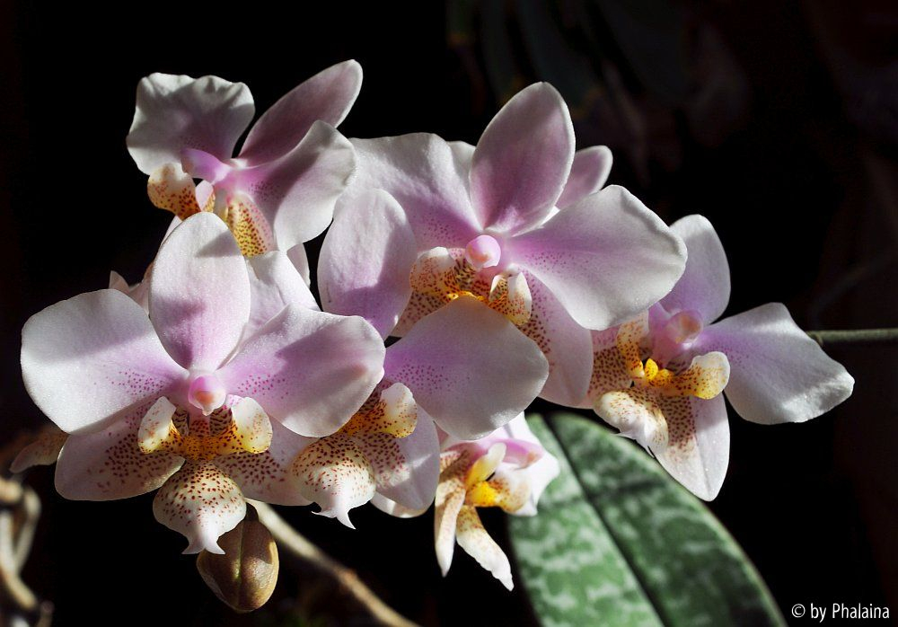 Phalaenopsis x Wiganiae 2