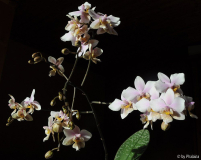 Phalaenopsis x Wiganiae 1