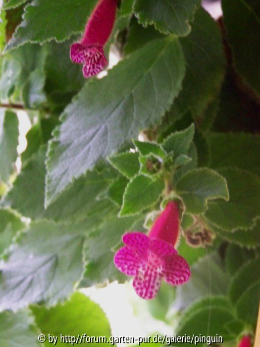 Kohleria