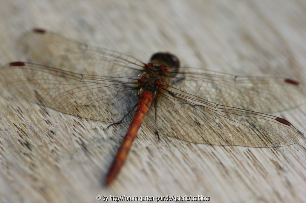 Libelle auf Holz