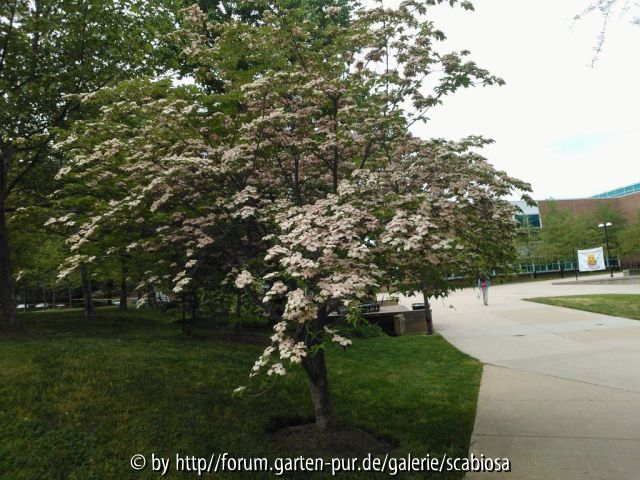 Cornus, blühend