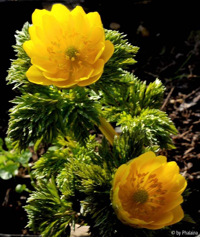 Adonis amurensis