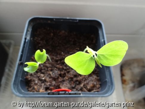 Poliothyrsis sinensis seedling 2013