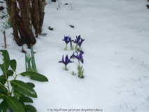 24.02.2013 Iris reticulata