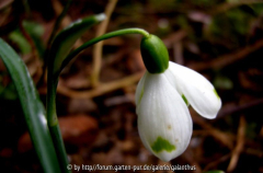 Galanthus nivalis invers poculiform Winkel