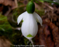 Galanthus nivalis invers poculiform Dreieck