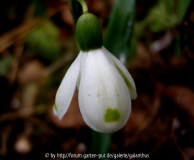 Galanthus nivalis invers poculiform kreisförmiger Fleck